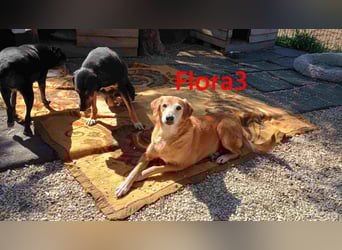 Flora3 geb. 06/2015 (GRC) - soziale Hundedame hat endlich etwas Liebe verdient!