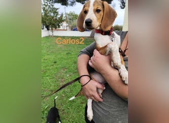 Carlos2 geb. 08/2025 (GRC) - neugieriger und aufgeschlossener, kleiner Welpe!