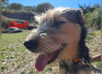 Cleo2 geb. 01/2025 (GRC) - freundliche Junghündin sucht ihr Körbchen!