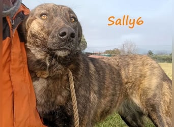 Sally6 geb. 2020 (GRC) - sanftmütige, ruhige und liebenswerte, wunderschöne Hündin!