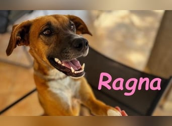 Ragna geb. 01/2025 (ESP) - gutgelaunte, freundliche Junghündin auf der Suche!