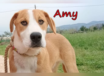 Amy geb. 11/2025 (GRC) - soziale + glückliche Maus sucht ihre eigene Familie!