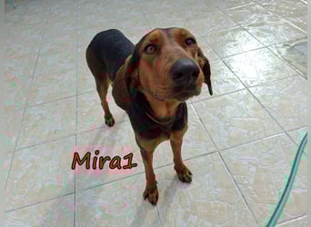 Mira1 geb. 08/2024 (GRC) - menschenbezogene Jagdhund-Mix Dame sucht ein Zuhause!