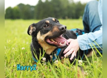 Harry2 geb. 12/2021 - ein Engel auf 4 Pfoten!