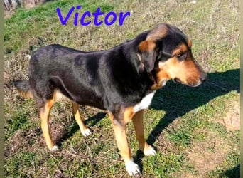 Victor geb. 07/2023 (GRC) - wunderschöner und menschenbezogener Junghund!