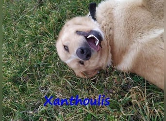 Xanthoulis geb. 01/2019 (GRC) - kluger, fröhlicher und menschenbezogener Rüde!