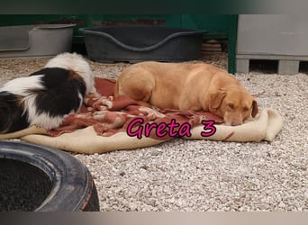 Greta3 geb. 05/2019 (GRC) - freundliche und schüchterne Schönheit will endlich ankommen!