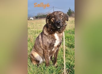 Sally6 geb. 2020 (GRC) - sanftmütige, ruhige und liebenswerte, wunderschöne Hündin!