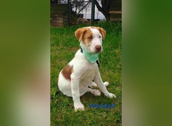 Moritz3 geb. 12/2025 (GRC) - freundlicher und verspielter Welpe sucht seine eigene Familie!
