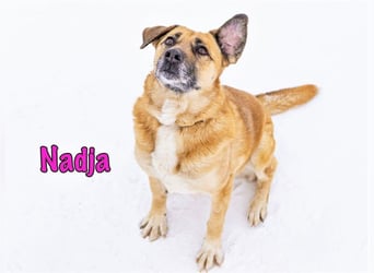 Nadja geb. 01/2017 - treue und verschmuste Hündin mit goldenem Herz!