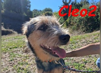 Cleo2 geb. 01/2025 (GRC) - freundliche Junghündin sucht ihr Körbchen!