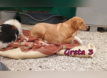 Greta3 geb. 05/2019 (GRC) - freundliche und schüchterne Schönheit will endlich ankommen!