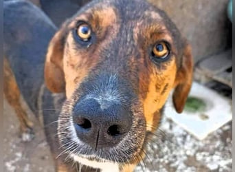 Duke geb. 02/2021 (GRC) - sensibler Rüde möchte endlich das Tierheim verlassen!