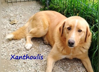 Xanthoulis geb. 01/2019 (GRC) - kluger, fröhlicher und menschenbezogener Rüde!