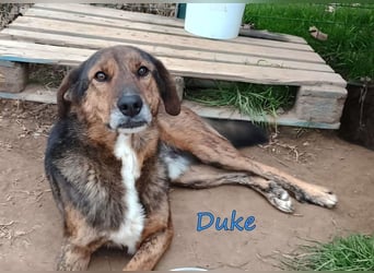 Duke geb. 02/2021 (GRC) - sensibler Rüde möchte endlich das Tierheim verlassen!