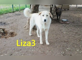 Liza3 geb. 03/2025 (GRC) - verspielte und neugierige Griechische Schäferhund Mix Welpin!