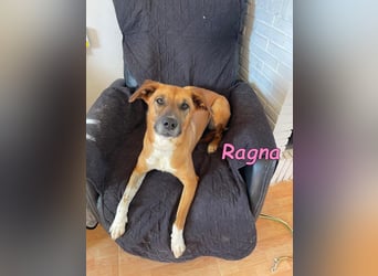 Ragna geb. 01/2025 (ESP) - gutgelaunte, freundliche Junghündin auf der Suche!