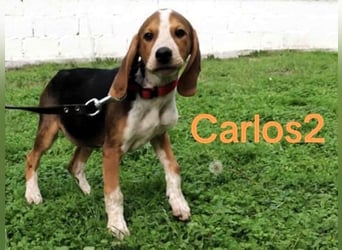 Carlos2 geb. 08/2025 (GRC) - neugieriger und aufgeschlossener, kleiner Welpe!