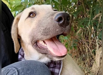 Julio geb. 12/2024 (GRC) - ausgeglichener und sozialer Junghund!