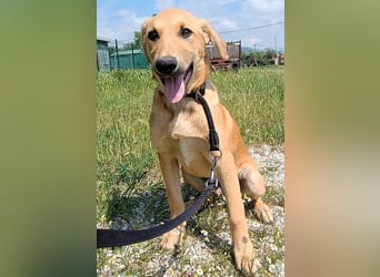 Petros3 geb. 12/2024 (GRC) - ausgeglichener, freundlicher und geselliger Junghund!