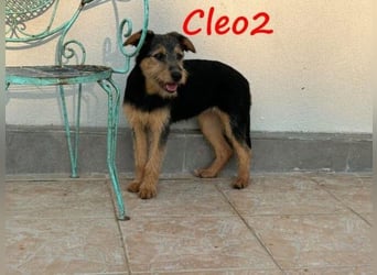 Cleo2 geb. 01/2025 (GRC) - freundliche Junghündin sucht ihr Körbchen!