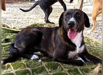 Laura3 geb. 06/2019 (GRC) - schüchterne Schönheit wünscht sich ein ruhiges Zuhause!