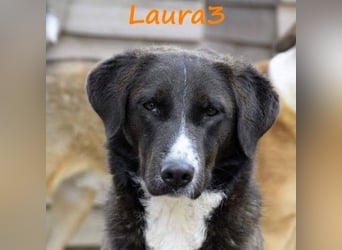 Laura3 geb. 06/2019 (GRC) - schüchterne Schönheit wünscht sich ein ruhiges Zuhause!