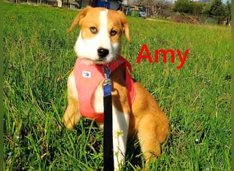 Amy geb. 11/2025 (GRC) - soziale + glückliche Maus sucht ihre eigene Familie!