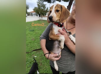 Carlos2 geb. 08/2025 (GRC) - neugieriger und aufgeschlossener, kleiner Welpe!