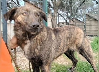 Sally6 geb. 2020 (GRC) - sanftmütige, ruhige und liebenswerte, wunderschöne Hündin!