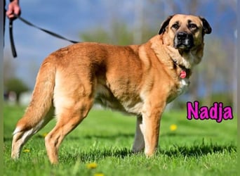 Nadja geb. 01/2017 - treue und verschmuste Hündin mit goldenem Herz!