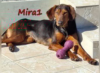 Mira1 geb. 08/2024 (GRC) - menschenbezogene Jagdhund-Mix Dame sucht ein Zuhause!