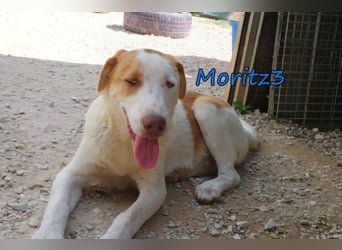 Moritz3 geb. 12/2025 (GRC) - freundlicher und verspielter Welpe sucht seine eigene Familie!
