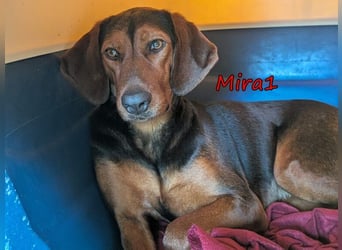 Mira1 geb. 08/2024 (GRC) - menschenbezogene Jagdhund-Mix Dame sucht ein Zuhause!