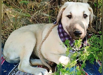 Julio geb. 12/2024 (GRC) - ausgeglichener und sozialer Junghund!