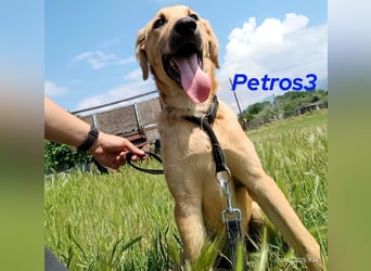 Petros3 geb. 12/2024 (GRC) - ausgeglichener, freundlicher und geselliger Junghund!
