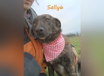 Sally6 geb. 2020 (GRC) - sanftmütige, ruhige und liebenswerte, wunderschöne Hündin!