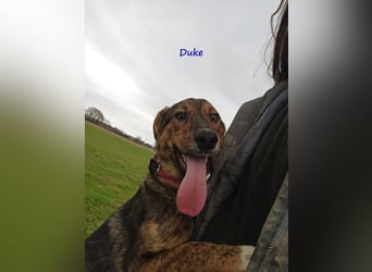 Duke geb. 02/2021 (GRC) - sensibler Rüde möchte endlich das Tierheim verlassen!