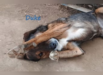Duke geb. 02/2021 (GRC) - sensibler Rüde möchte endlich das Tierheim verlassen!