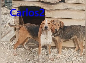 Carlos2 geb. 08/2025 (GRC) - neugieriger und aufgeschlossener, kleiner Welpe!