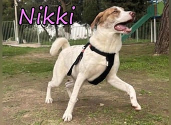 Nikki geb. 03/2025 (GRC) - verträgliche, süße und lernwillige Maus sucht ein Zuhause!