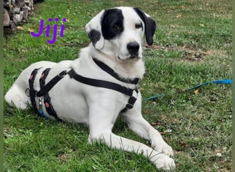 Jiji 07/2023 (in Deutschland) - ruhige und sanfte, wundervolle junge Hündin!