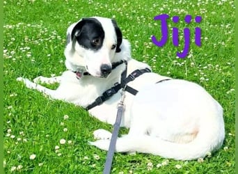 Jiji 07/2023 (in Deutschland) - ruhige und sanfte, wundervolle junge Hündin!