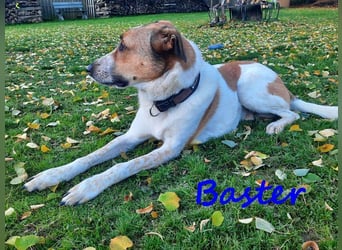 Baster geb. 10/2021 (in Deutschland) - sportlicher, verschmuster und aufmerksamer Rüde!