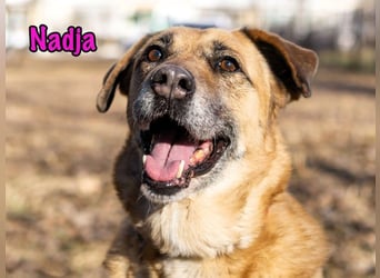 Nadja geb. 01/2017 - treue und verschmuste Hündin mit goldenem Herz!