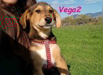 Vega2 geb. 08/2025 (GRC) - zärtliche und anhängliche Welpin!