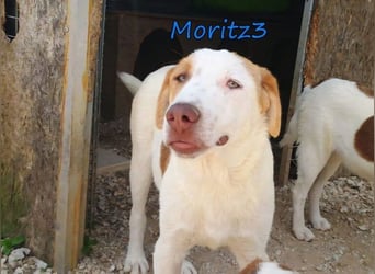 Moritz3 geb. 12/2025 (GRC) - freundlicher und verspielter Welpe sucht seine eigene Familie!