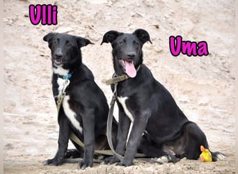 Ulli geb. 03/2025 - fröhliches und neugieriges Mädchen!