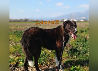 Laura3 geb. 06/2019 (GRC) - schüchterne Schönheit wünscht sich ein ruhiges Zuhause!