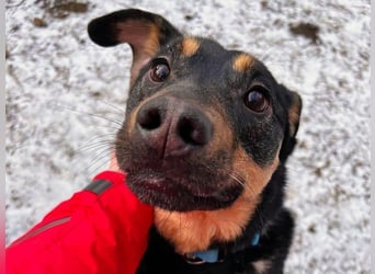 Harry2 geb. 12/2021 - ein Engel auf 4 Pfoten!